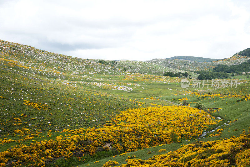 景观与开花的扫帚在蒙特Lozère -法国